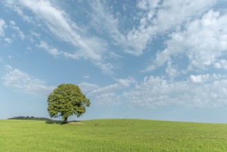 A majestic green tree dominates a grassy hill and basks in the sun. Its lush foliage contrasts