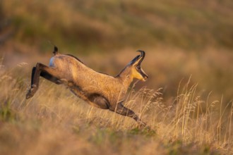Chamois (Rupicapra rupicapra) on a meadow in the Vosges Mountains, wildlife, France