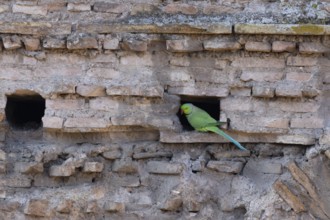 Ring-necked parakeet (Psittacula krameri) adult bird looking out of a hole in an ancient wall in