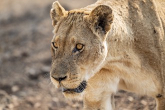 Lioness on the prowl, Kruger National Park, South Africa