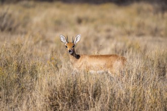 Steenbok (Raphicerus campestris), adult male, standing in dry grass, sticking out tongue, funny, in