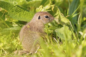 An adult European ground squirrel (Spermophilus citellus) or European souslik stands in a meadow