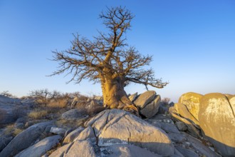 African baobab or baobab tree (Adansonia digitata), tree between round rocks in the evening light,