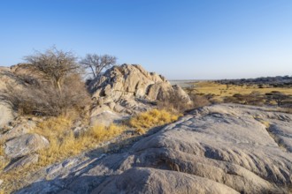 Round rocks and trees on Kubu Island with a view over the salt pan in the evening light, Kubu
