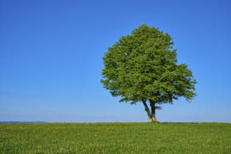 A large green copper beech on a green meadow, spring, Schauinsland, Freiburg im Breisgau, Black