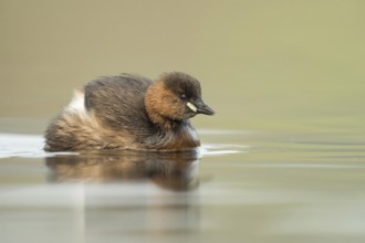Fluffed up... Little grebe (Tachybaptus ruficollis), small, often hidden native water bird,