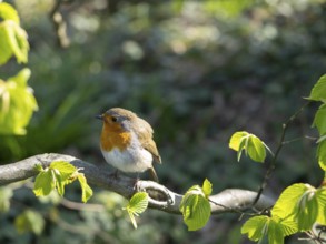 Robin (Erithacus rubecula) standing on a branch in the garden, North Rhine-Westphalia, Germany