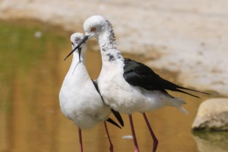Two birds with black and white feathers standing close together at the water's edge, Black