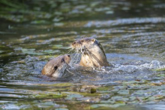 Eurasian otter (Lutra lutra) playing in the water, Hesse, Germany