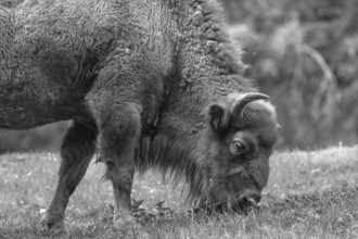 European bison (Bison bonasus) grazing, wildlife park, Bavaria, Germany