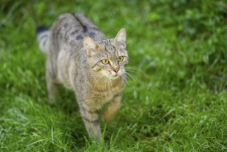 European wildcat (Felis silvestris silvestris) on a meadow, Hesse, Germany