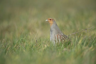 Vigilant... Grey partridge (Perdix perdix), partridge during the mating season, stretching high