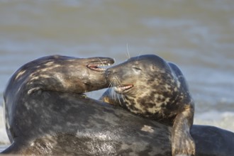 Grey seal (Halichoerus grypus) two adult animal seals during their courtship love display on a