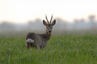 Roe deer (Capreolus capreolus), capital roebuck with beautiful antlers, antlers, long, high
