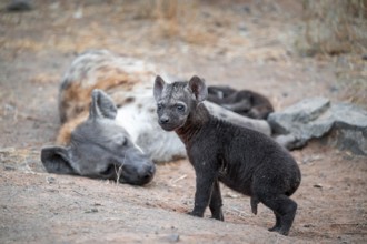 Spotted hyena (Crocuta crocuta), male young, mother behind, Kruger National Park, South Africa