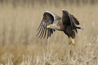 Impressive bird of prey... White-tailed eagle (Haliaeetus albicilla), adult, colourful, powerful