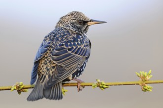 In fresh dress... Starling (Sturnus vulgaris) in early spring, one of our best-known native