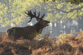 In the middle of the forest... Red deer (Cervus elaphus), roaring stag in the rut in the deciduous
