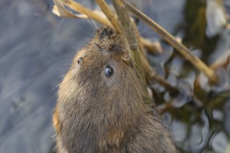 Water vole (Arvicola amphibius) adult rodent animal feeding on a reed stem in a pond in summer,