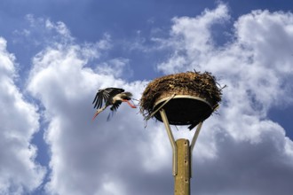 White stork (Ciconia ciconia) leaves its nest, Wolkenhimmelimmel, Kuhlrade, Mecklenburg-Vorpommern,