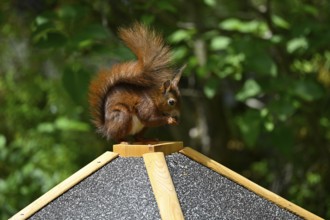 Eurasian red squirrel (Sciurus vulgaris), sitting on bird house, eating, Stuttgart,