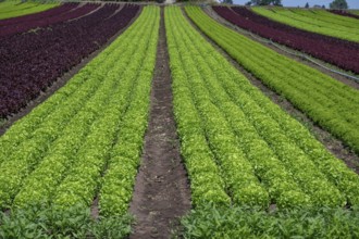 Lettuce cultivation in Knoblauchsland, early vegetable cultivation, urban area Nuremberg, Fürth