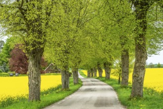 Small country road with avenue through fields of rapeseed in Högesta, Ystd municipality, Skåne