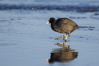 Eurasian Coot (Fulica atra) foraging, Netherlands