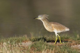 Squacco Heron (Ardeola ralloides) foraging, Oman