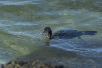 Great Cormorant (Phalacrocorax carbo) with fish in beak, Schleswig-Holstein, Germany