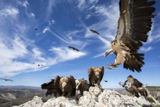 Griffon Vulture (Gyps fulvus) perched on a rock, Aragon, Spain