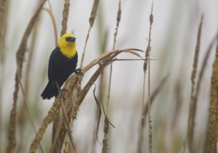 Yellow-hooded Blackbird (Chrysomus icterocephalus) male, Lima, Peru