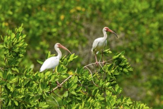 White Ibis Eudocimus albus San Blas, Nayarit, Mexico 7 June Adults Threskiornithidae