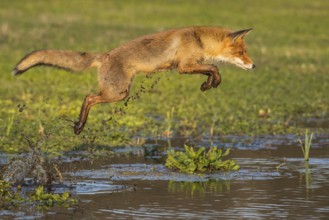 Red Fox (Vulpes vulpes) jumping and hunting in pond, Netherlands