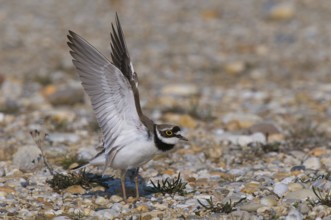 Flussregenpfeifer (Charadrius dubius) Little Ringed Plover