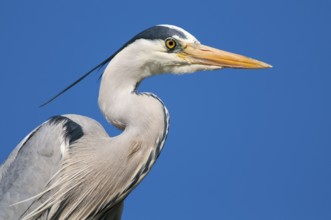 Grey Heron (Ardea cinerea), Lower Saxony, Germany