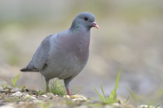 Stock Dove (Columba oenas), Netherlands