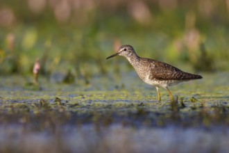 Wood Sandpiper (Tringa glareola) foraging, Poland