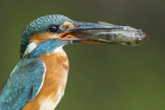 Common Kingfisher (Alcedo atthis) female perched on a branch with a fish in its beak, Lower Saxony,
