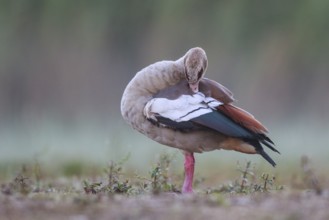 Egyptian Goose (Alopochen aegyptiaca) preening, North Rhine-Westphalia, Germany