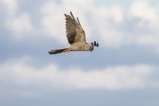 Montagu´s Harrier (Circus pygargus), melanic adult in flight, Galicia, Spain