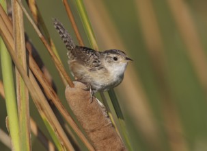 Sedge Wren (Cistothorus platensis), Ohio, USA
