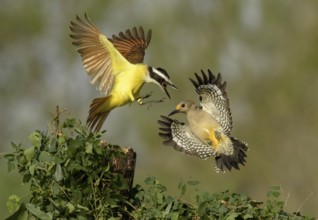 Great Kiskadee (Pitangus sulphuratus) & female Golden-fronted Woodpecker (Melanerpes aurifrons)