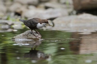 White-throated Dipper (Cinclus cinclus) carrying insects to feed young, North Rhine-Westphalia,