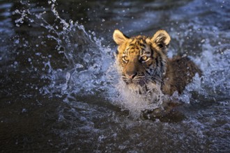 Bengal Tiger (Panthera tigris) immature bathing in waterhole, captive, Philippolis, South Africa