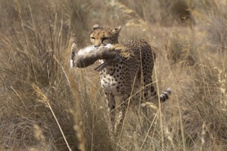 Cheetah (Acinonyx jubatus) female carrying Iberian Hare kill, Castile-La Mancha, Spain