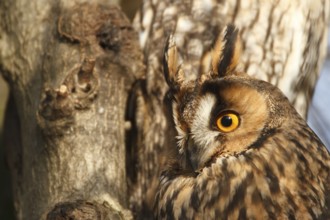 Long-eared Owl (Asio otus), North Rhine-Westphalia, Germany