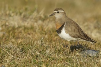 Rufous-chested Dotterel (Charadrius modestus) on the ground in the Falkland Islands