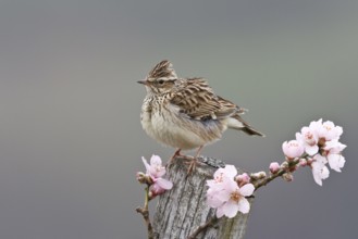Woodlark (Lullula arborea), Rhineland-Palatinate, Germany