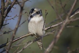 Northern Hawk-Owl (Surnia ulula), Saxony, Germany